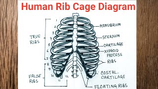 How to Draw Rib Cage Anatomy / Easy Human Rib Cage Diagram Drawing How to Draw Rib Cage Anatomy / Easy Human Rib Cage Diagram Drawing