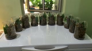 Arboreal Tarantula Rehousing Tapinauchenius Gigas & Poecilotheria Sp.