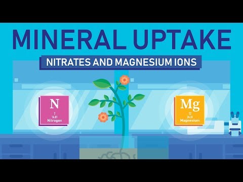 Plant Nutrition: Mineral Absorption | Part 3