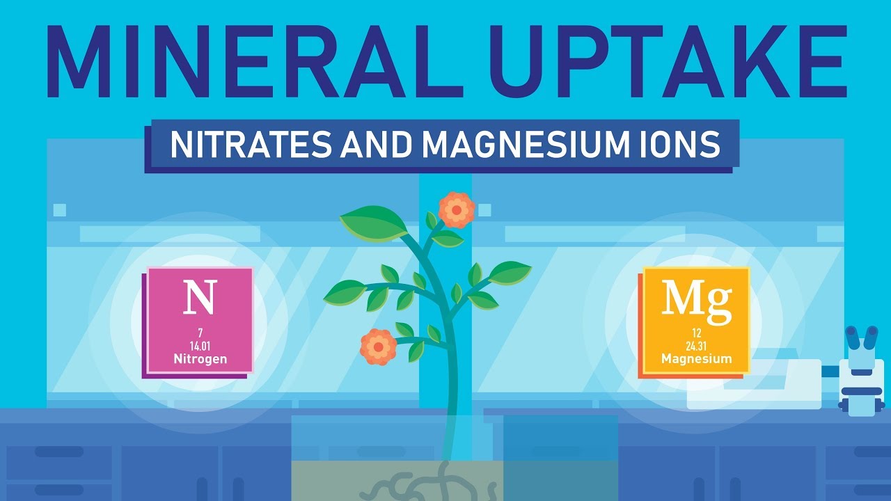 Plant Nutrition Mineral Absorption Part 3 YouTube