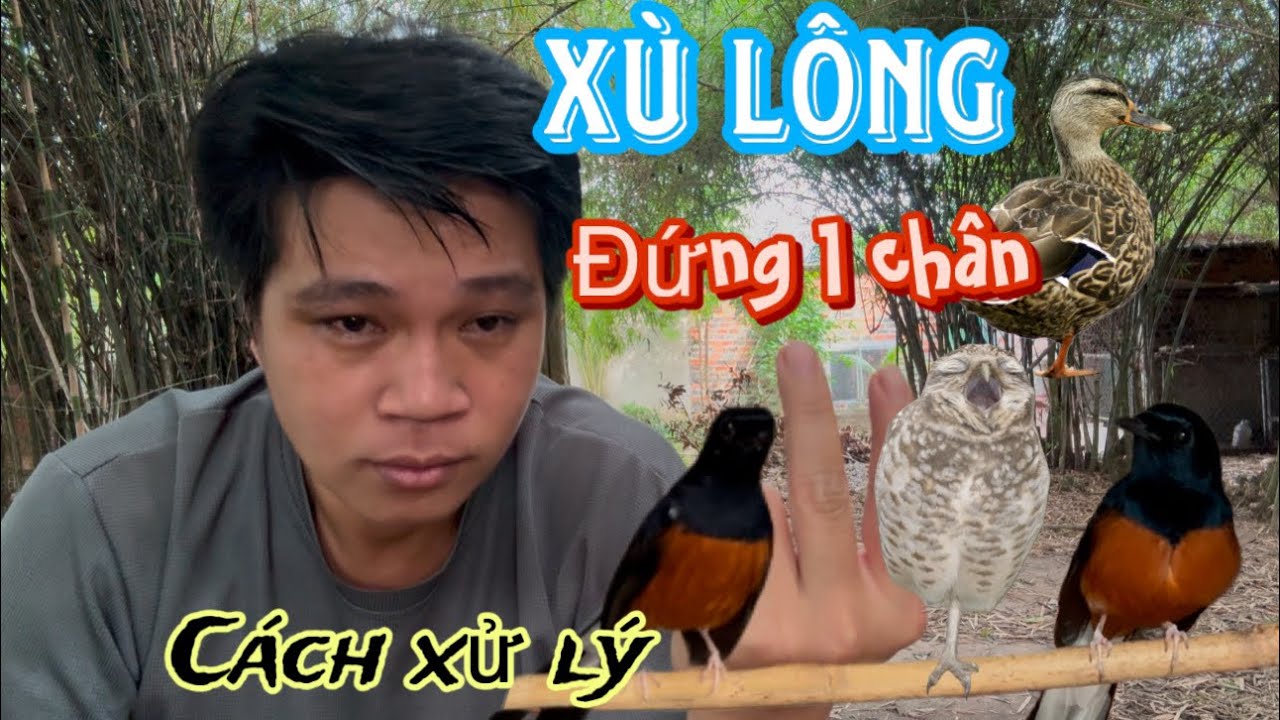 Cách Trị Chim Xù Lông Đứng Co 1 Chân Ngủ Cóng Chỉ Hót Nhỏ