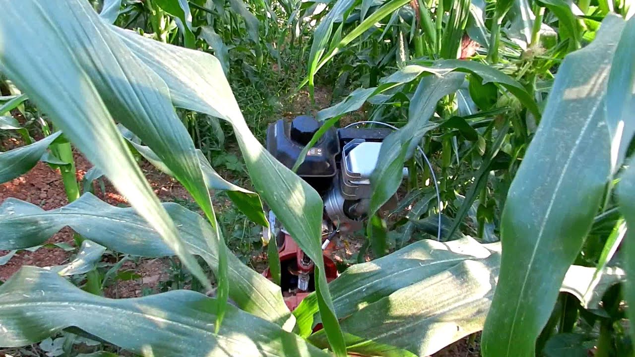 Silver King Corn Tilling YouTube