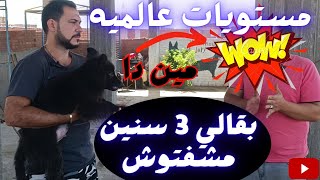 سافرت علي بنها اشوف كلاب جامده هناك متع عينك مع كابتن شريف شحاته