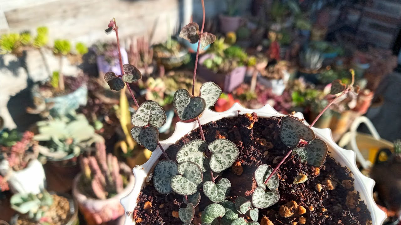 Büyütemediğim  Sukulent Ve Yapmamız Gerekenler ( Kalp kalbe karşı çiçeği)