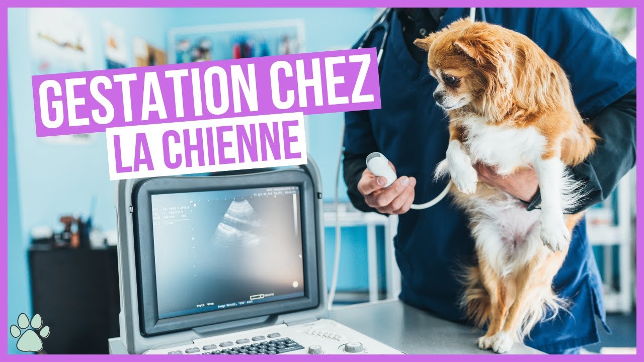 Comment fonctionne la gestation d'une chienne ? - YouTube