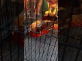 Hey guys, Guess the bird name? #birds #shortvideo #shortsfeed #zoo