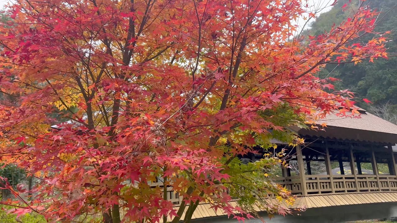 紅葉「い・ろ・は」 大切な想い出。秋 紅葉「い・ろ・は」 大切な想い出。秋 紅葉「い・ろ・は」 大切