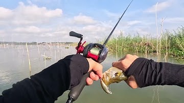 Trải nghiệm lần đầu câu cá hoàng đế hồ Trị An