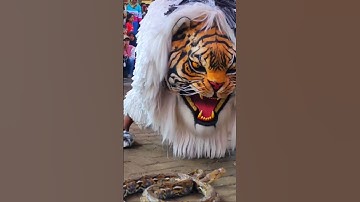 Seram atraksi can macanan kadhuk vs ular piton