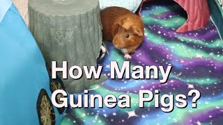 How Many Guinea Pigs Should You Get? by Rebecca's Pet Care 1,688 views 3 years ago 2 minutes, 27 seconds