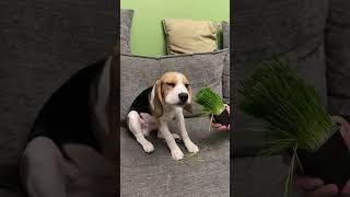 Свежайшая трава