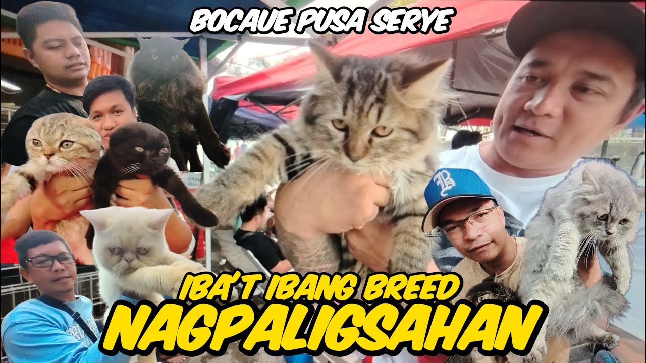 DAMING NAGLABASANG BREED NGAYON NG PUSA | BOCAUE PUSA SERYE | DECEMBER 05, 2025