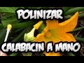 Flor hembra y flor macho polinizacion manual calabacin  la huertina de toni