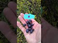 Невидаль заогородная  #юмор #shortvideo #рек  #прикол #топ  #лето  #ягоды