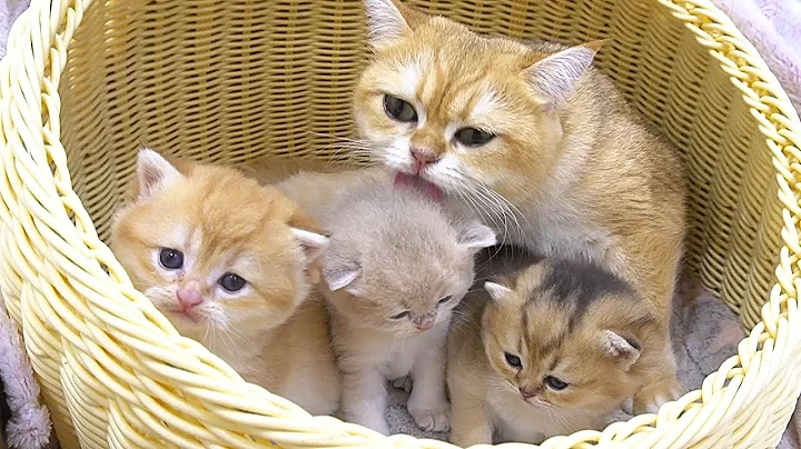 Watch the video about Mother cat is talking, caring and playing with her cute kittens