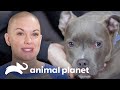 Familia espera por adorable pitbull para sumarlo a la manada | Amanda al Rescate | Animal Planet