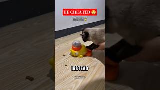 Kucing ini Menemukan Kode Curang… 😂
