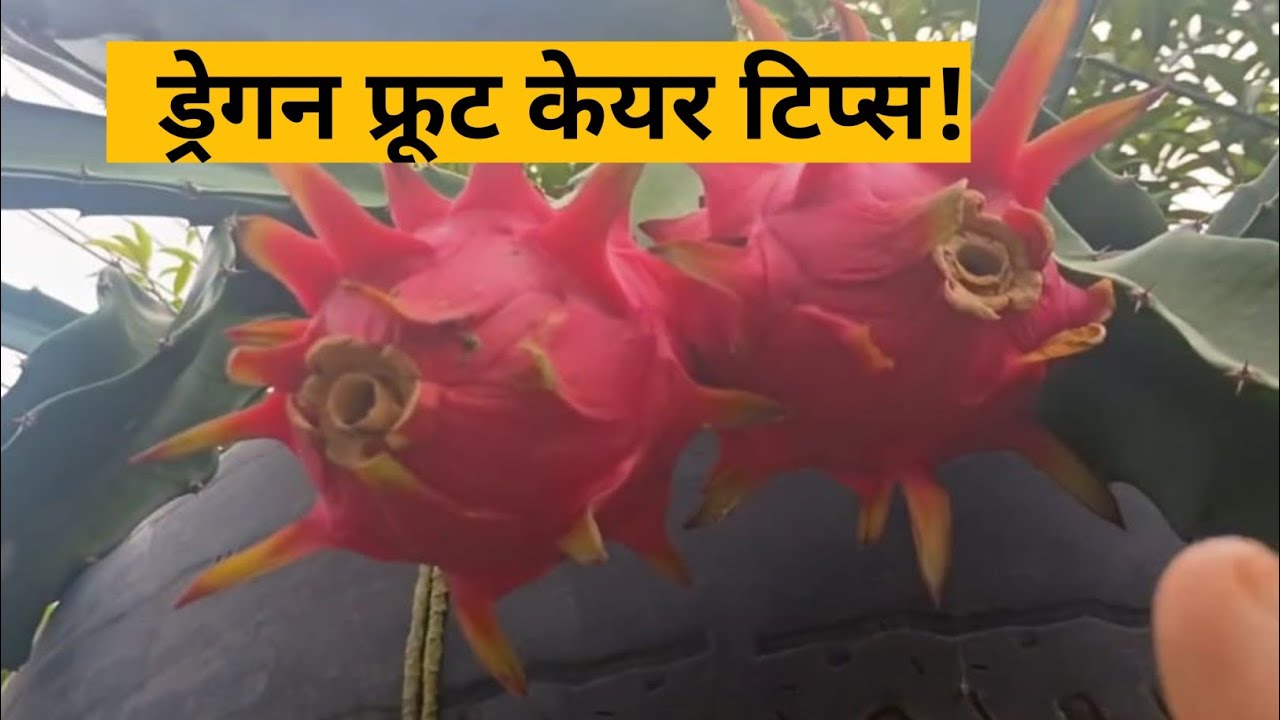 ड्रेगन फ्रूट केयर टिप्स/dragon fruit care tips#UdjEvergreenGarden,🌱