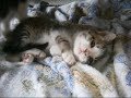 ビックリ、裏山から野良の子猫ちゃんがやって来た～（５）A stray kitten came from the mountain(5)【いなか猫１７７３】japanese funny cat