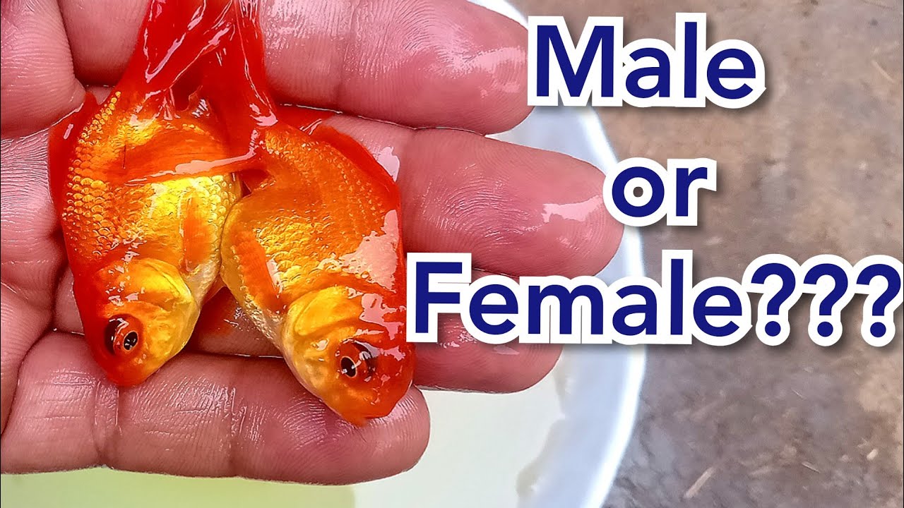Goldfish Male or Female Identify YouTube