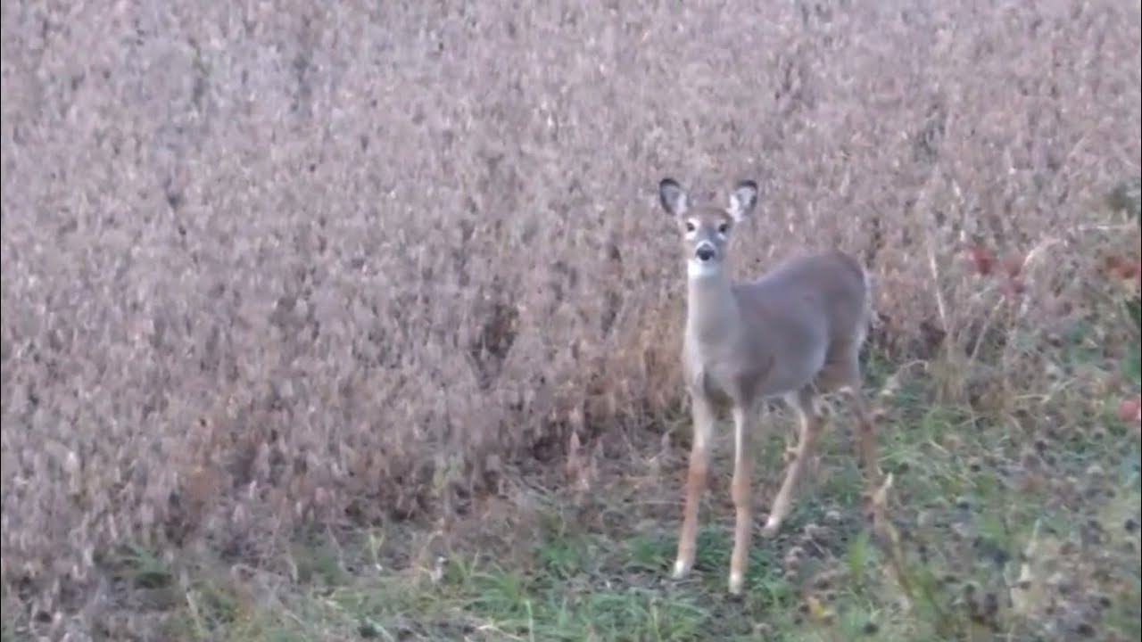 Youth Hunt 2022 Success!! (Brady’s First Deer!!) YouTube