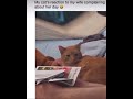 #memes #shorts #fyp #fypシ゚viral #trending #trendingshorts #funny #video #cat