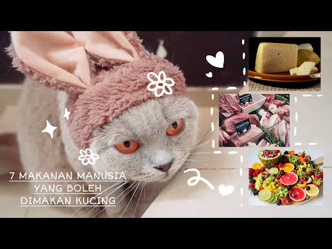 7 Makanan Manusia Yang Boleh Dimakan Kucing - Cia Cat Diary