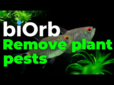 biOrb Aquariums | How to prepare aquarium plants and moss balls