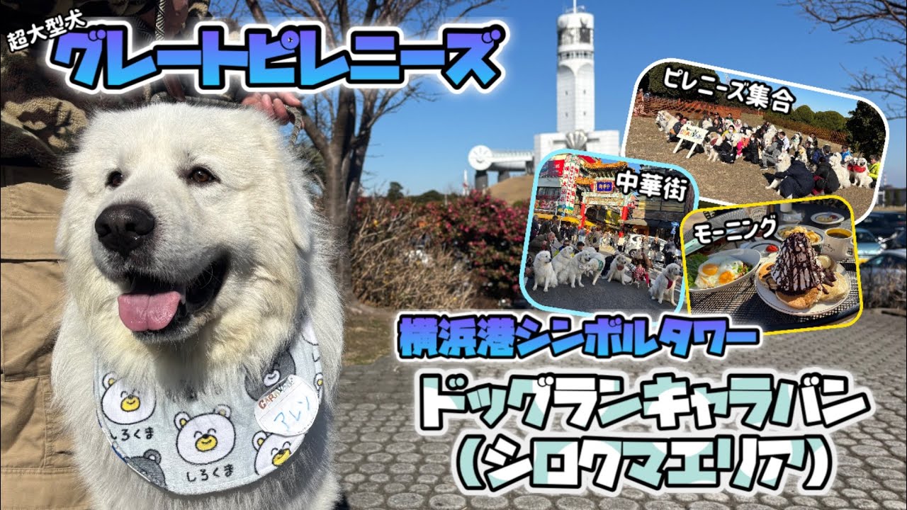【犬イベント】2025年冬！超大型犬グレートピレニーズと行く、横浜山下公園散歩&モーニング、ドッグランシロクマエリア、横浜中華街🐻‍❄️✨