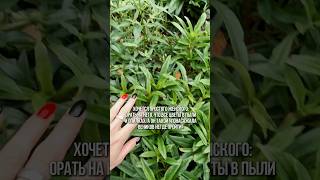 Простое женское счастье 💋 #стройка #юмор #строительсводома #прикол #дача #дом