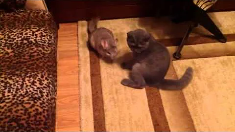 Video 763211: british chinchilla cat, cat vs british, british blue cat