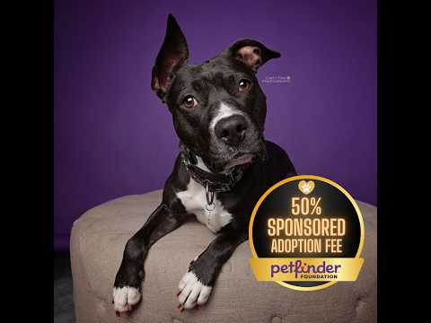 Adopt Petunia: Cat-friendly, cuddle-ready, and waiting for you!