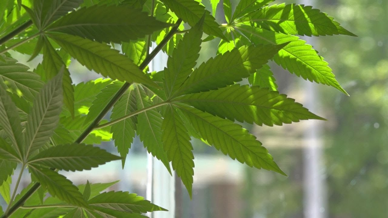 Pharmacies in Georgia to sell low-dose THC products