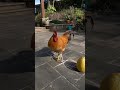 Galinha Jogadora #funny #funnyvideo #shorts
