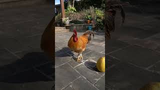 Galinha Jogadora #funny #funnyvideo #shorts