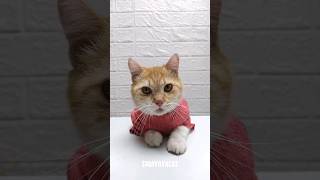 Noodle Stamp | Buat Tulisan Cina Pakai Indomie ? #shorts #cat #kucing