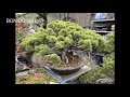 Japanese Bonsai Garden and Nursery in Saitama, March 2022 JP  2