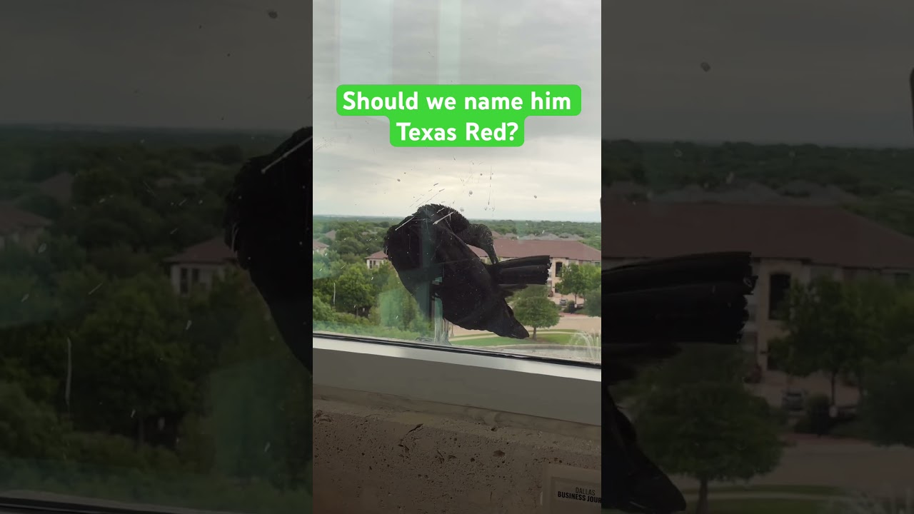 Our friend is back doing a little grooming | Neighborly by Nature