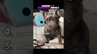 RANKING THE MOST DESTRUCTIVE PETS #animals #funny #shorts