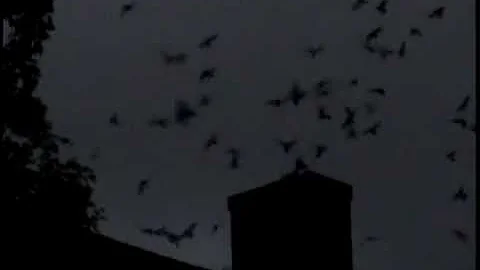 Chimney Swift Roost, New Milford, CT