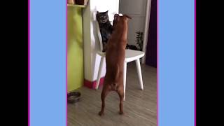 Nala Ma Staffie, 4 Mois 14 Jours, 20102018