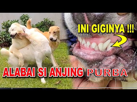 Video: Fitur Anjing Gembala Asia Tengah Atau Jenis Alabai