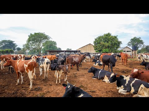 How we Raise OVER 100 Cows on the Farm