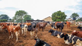 How we Raise OVER 100 Cows on the Farm