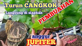 TURUN CANGKOK langsung PERSIAPAN PEMBUAHAN, anggur JUPITER