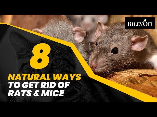 7 Humane Solutions to Rat and Mice Infestations