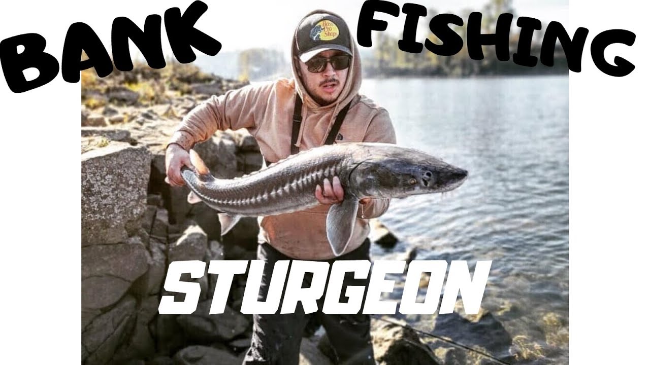 White Sturgeon from the bank of the Willamette River 