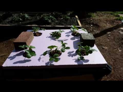 June Bearing Strawberry Hydroponic Experiment #1