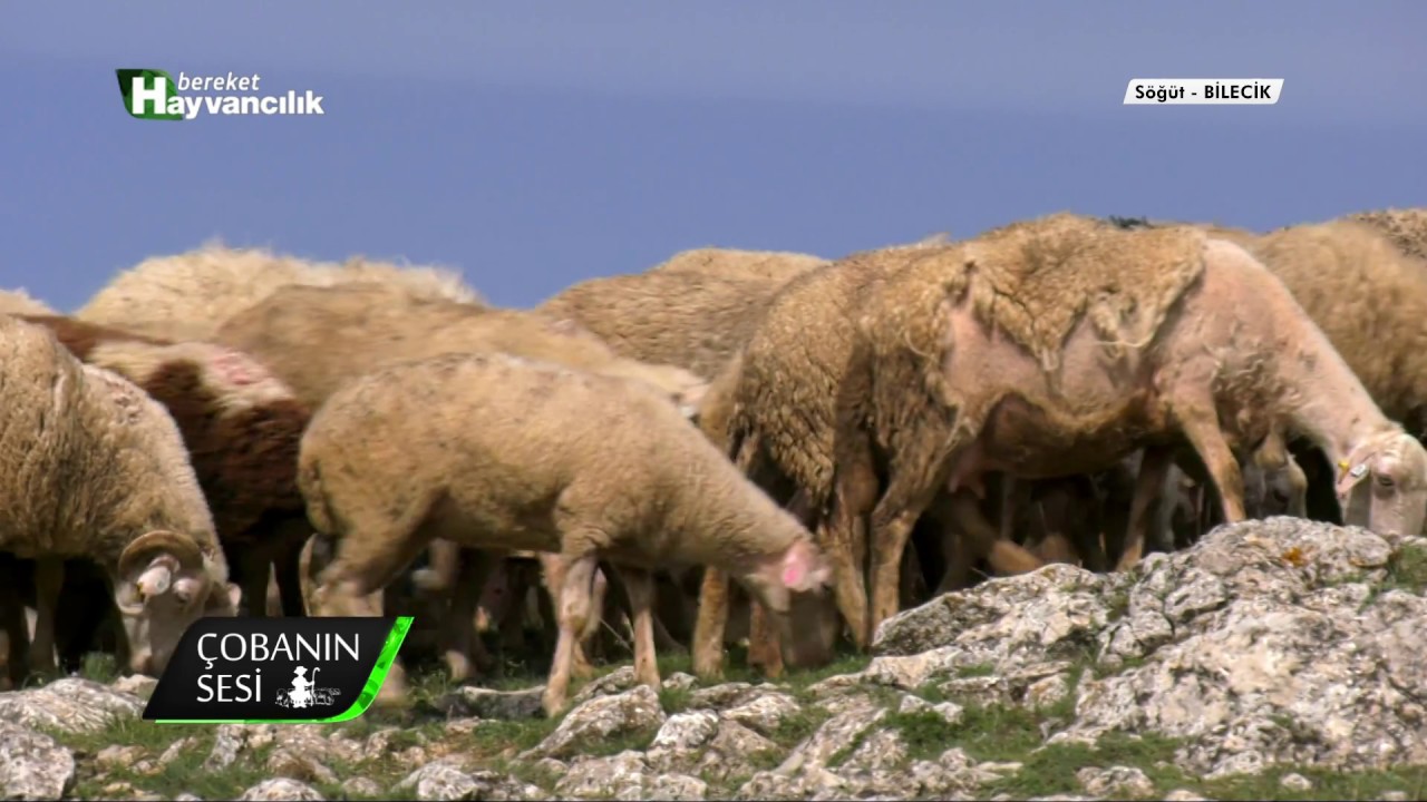 Çobanın sesi - Kıvırcık Irkı Koyun Yetiştiriciliği / Söğüt