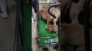 MICRO BULLY 2 EXPO DOG SHOW!! IN ORLANDO, FL